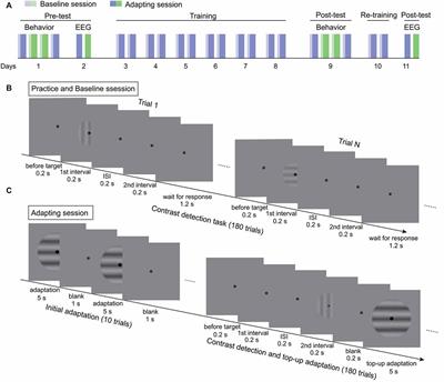 Repeated Contrast Adaptation Does Not Cause Habituation of the Adapter